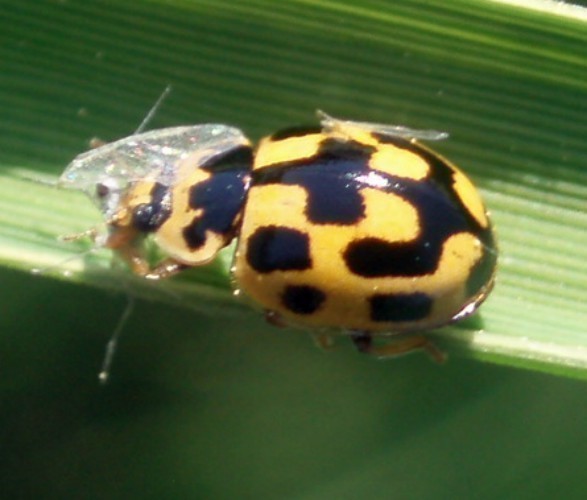 f_Propylaeaqum_548c6e7.jpg