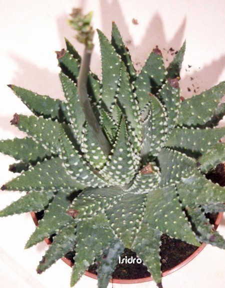 f_Pumila2m_1a8b2a8.jpg
