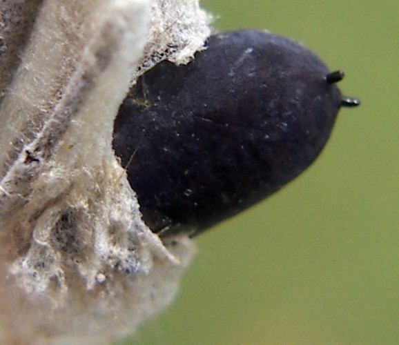 f_pupa2m_fe34f82.jpg