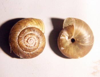 f_Pyrenaeariam_63699f3.jpg