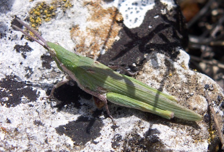 f_Pyrgomorpham_fa553b4.jpg