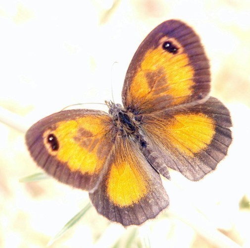 f_Pyroniacecim_f1adb8d.jpg