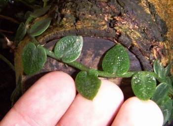 f_Rhaphidophom_346b543.jpg