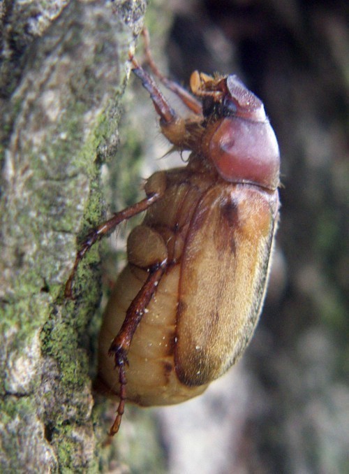 f_Rhizotrogusm_1b65e86.jpg