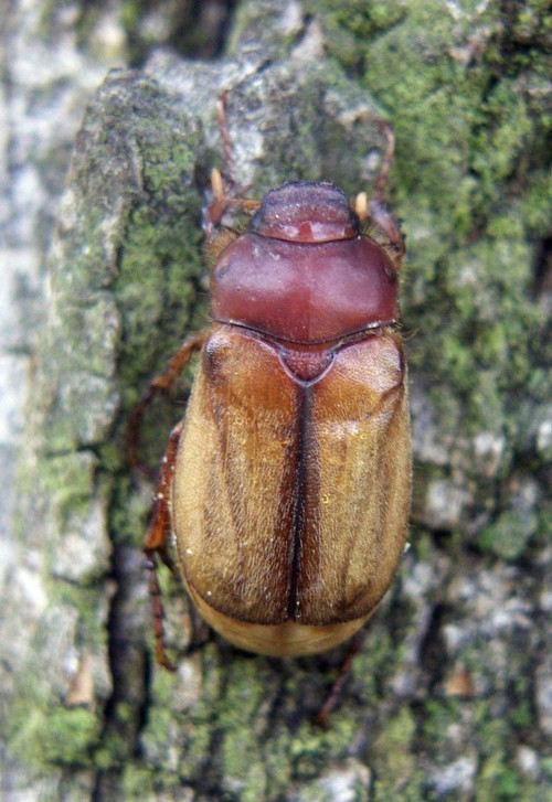f_Rhizotrogusm_58ebbac.jpg