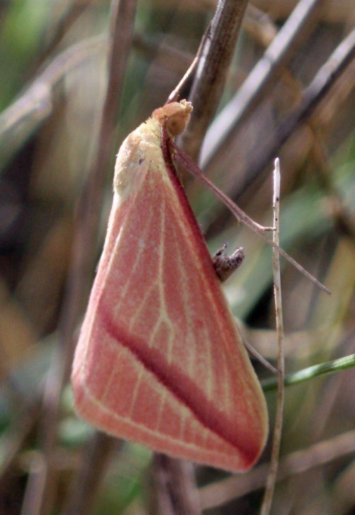 f_Rhodometrasm_86c5782.jpg