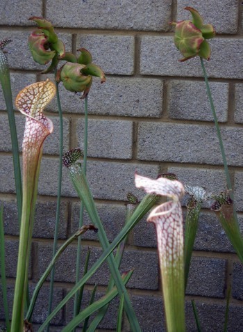 f_Sarracenialm_c06a95c.jpg