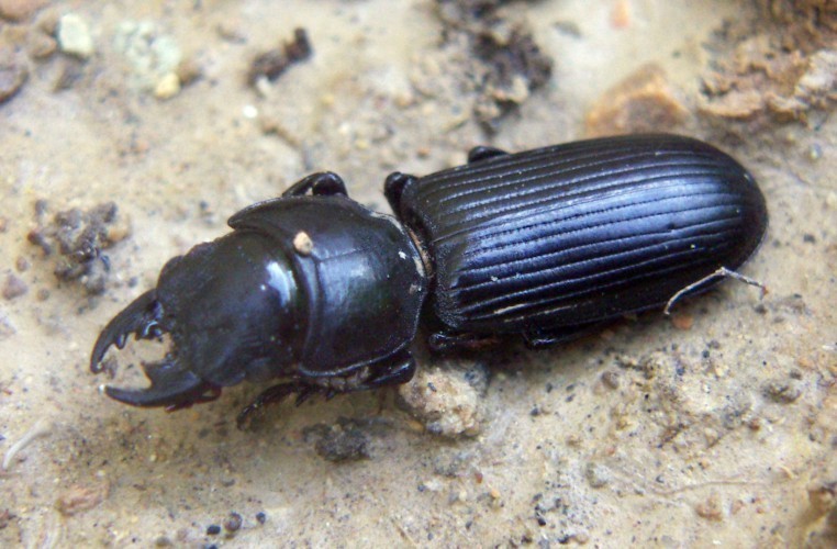 f_Scaritesterm_3914837.jpg