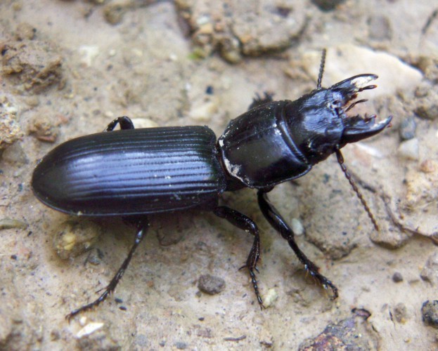f_Scaritesterm_a3075b5.jpg