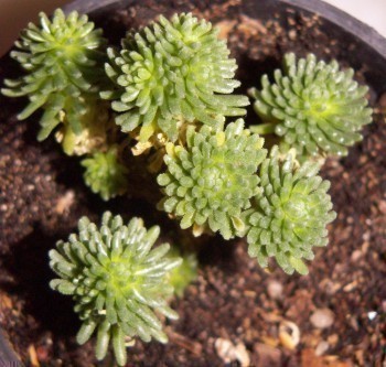 f_Sedummulticm_7d29725.jpg