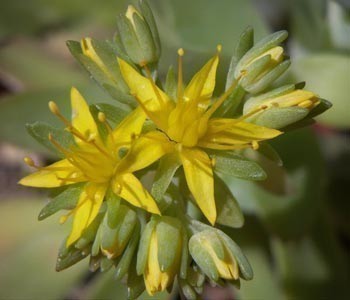 f_Sedumpalmerm_226c88b.jpg