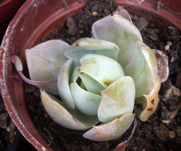 f_Sedumsuaveom_691ca7f.jpg