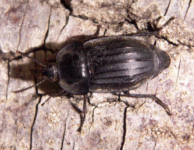 f_Silphatristm_49703c7.jpg