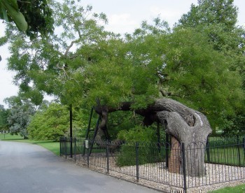 f_Sophorajapom_d8b2303.jpg