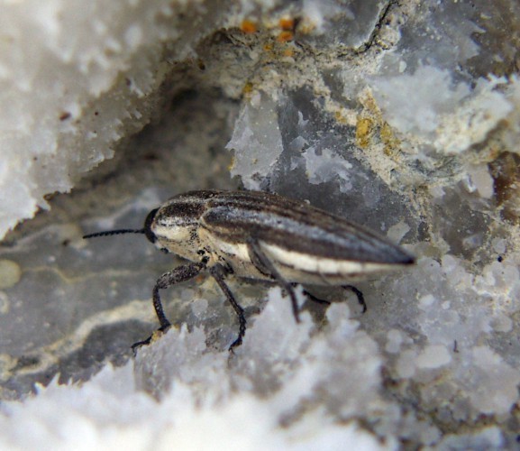 f_Sphenopteram_9d030fc.jpg