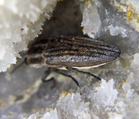 f_Sphenopteram_a82c958.jpg