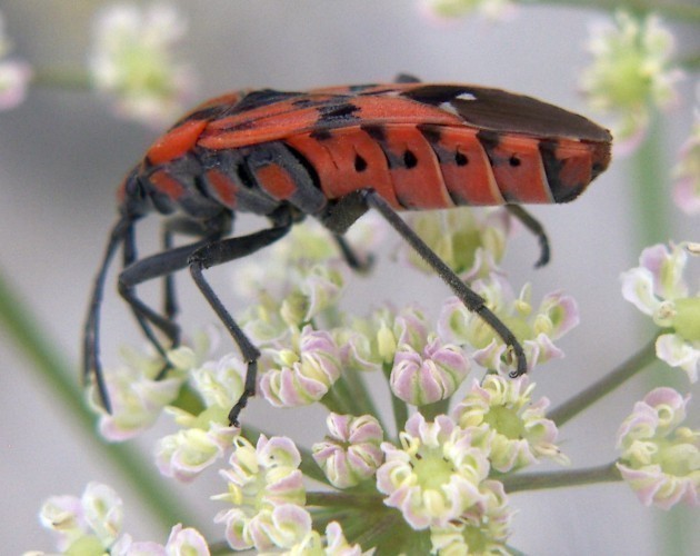 f_Spilostethum_7de42d7.jpg