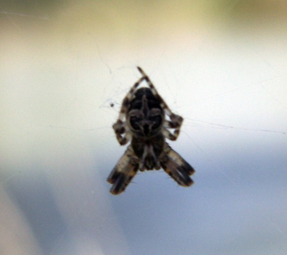 f_spm_6296910.jpg
