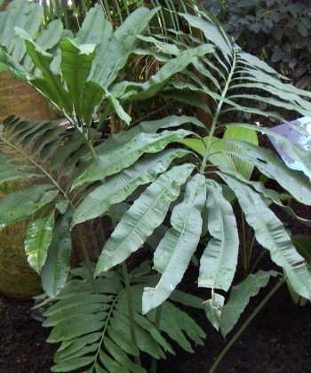 f_Stangeriaerm_238772e.jpg