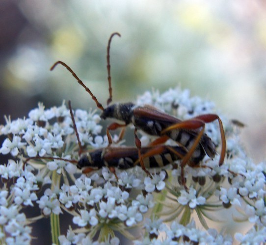 f_Stenopterusm_c714465.jpg