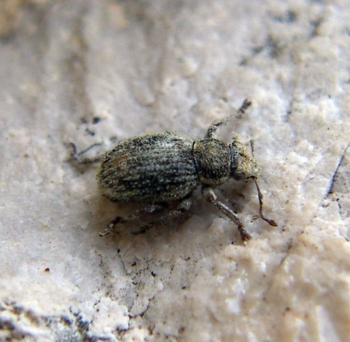 f_Strophosomam_5f9180f.jpg