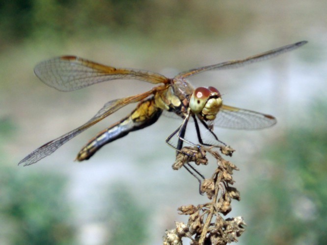 f_Sympetrumflm_22f1398.jpg