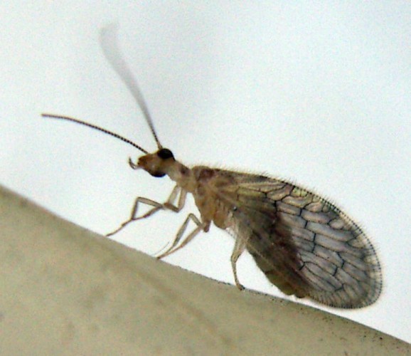 f_Sympherobium_133ffb3.jpg