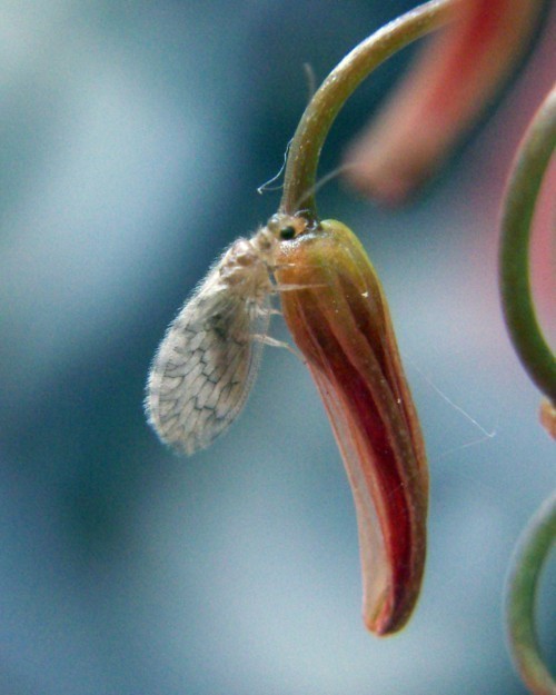f_Sympherobium_a9710fa.jpg