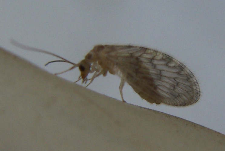 f_Sympherobium_ea1dfa3.jpg