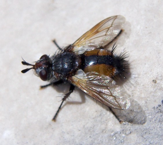 f_Tachinasp1m_0dc01d3.jpg