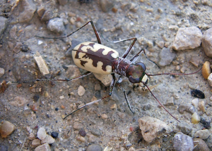 f_Taenidiacirm_bb06887.jpg