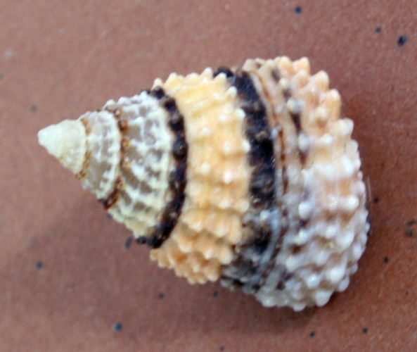 f_Tectariusgrm_4261cc1.jpg