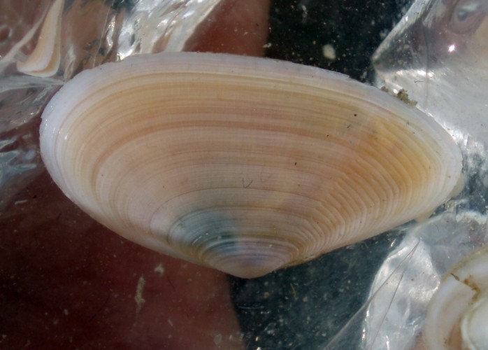 f_Tellina3m_58d3392.jpg