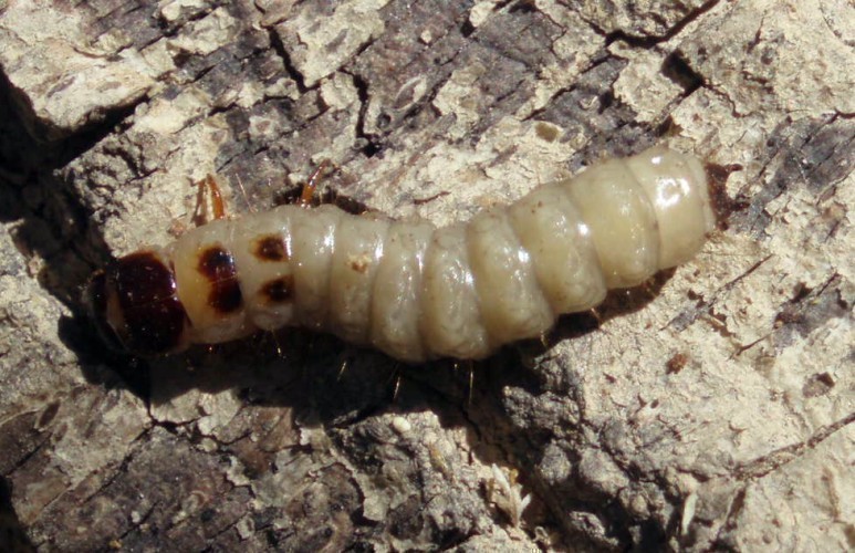 f_Temnochilacm_bd55190.jpg