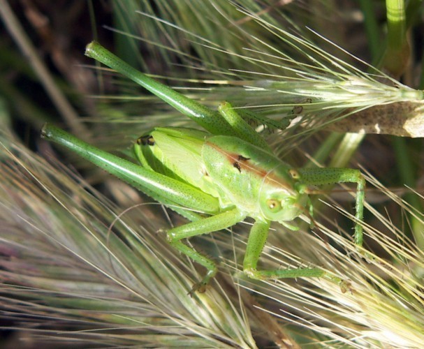 f_Tettigoniavm_ed08f4c.jpg