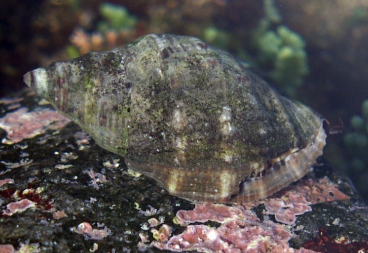 f_Thaishaemasm_777bc1a.jpg
