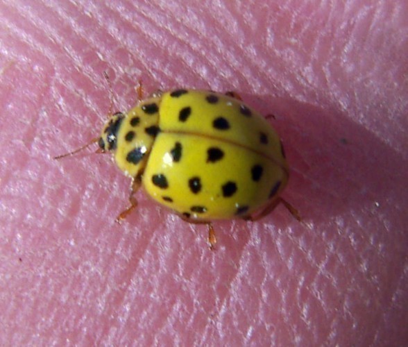 f_Theavintigim_4f71723.jpg