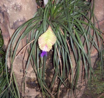 f_Tillandsiacm_cc19873.jpg