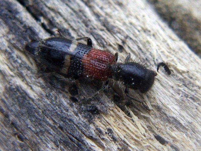 f_Tilloideaunm_1709064.jpg