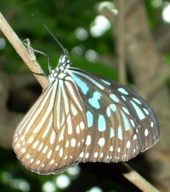f_Tirumalii_ee91m_6c98818b.jpg