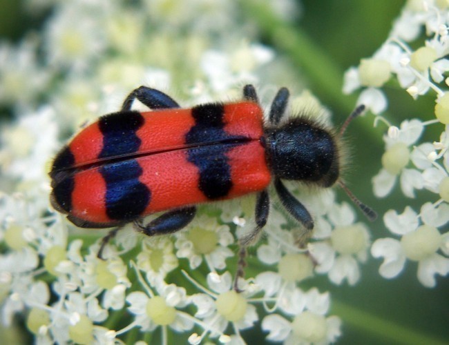 f_Trichodesapm_38b618c.jpg