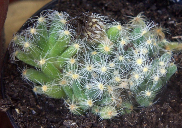 f_Trichodiadem_3d15e54.jpg