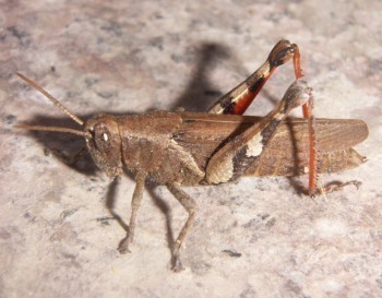 f_Trilophii_ee91m_92191711.jpg