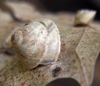 f_Trochioideam_b436a96.jpg