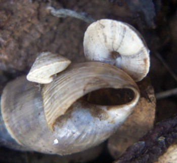 f_Trochioideam_c824c01.jpg