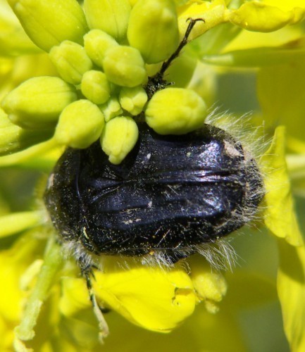 f_Tropinotahim_d64718f.jpg