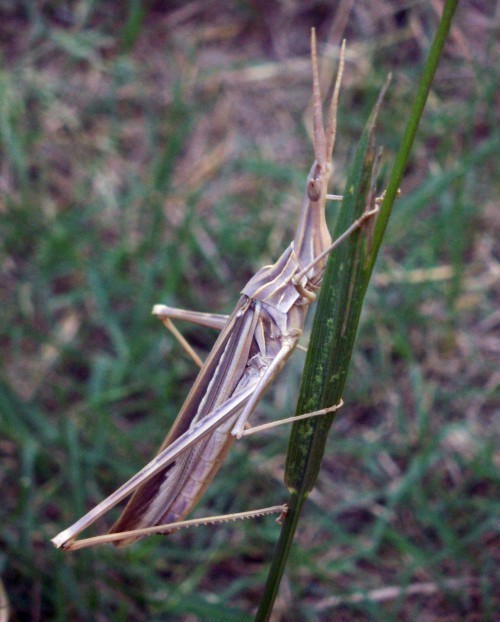 f_Truxalisnasm_0712c48.jpg