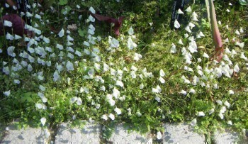 f_Utriculariam_887377e.jpg