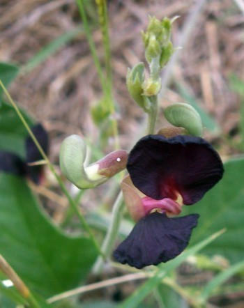 f_Vignaadenanm_f0f6021.jpg
