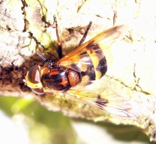 f_Volucellaelm_b60d73f.jpg